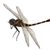 dragonfly profile image