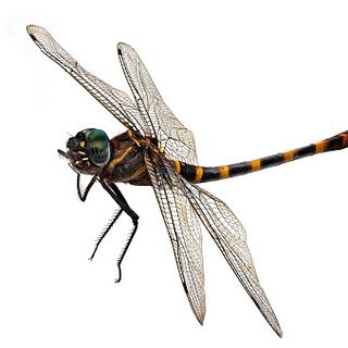 Dragonfly profile picture